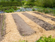 Vegetable Garden with straw mulch
