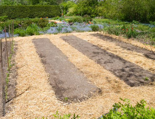 Photo: Vegetable Garden with straw mulch Vegetable Garden with straw mulch