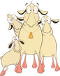 Sheeps. Cartoon