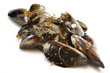 Mejillones Gallegos.