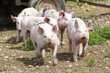 Freilandschweine