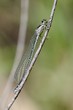 Coenagrion puella