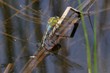 Ovideposizione Anax imperator
