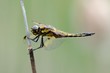 Libellula quadrimaculata