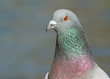 Foto: Dove Dove