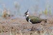 Kiebitz, Northern Lapwing, Vanellus vanellus