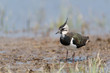 Foto: Kiebitz, Northern Lapwing, Vanellus vanellus Kiebitz, Northern Lapwing, Vanellus vanellus