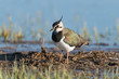 Foto: Kiebitz, Northern Lapwing, Vanellus vanellus Kiebitz, Northern Lapwing, Vanellus vanellus