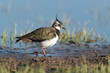 Foto: Kiebitz, Northern Lapwing, Vanellus vanellus Kiebitz, Northern Lapwing, Vanellus vanellus
