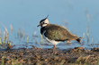 Photo: Kiebitz, Northern Lapwing, Vanellus vanellus Kiebitz, Northern Lapwing, Vanellus vanellus