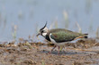 Photo: Kiebitz, Northern Lapwing, Vanellus vanellus Kiebitz, Northern Lapwing, Vanellus vanellus