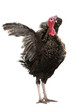 Photo: Turkey Turkey