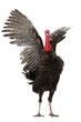 Photo: Turkey Turkey