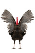 Photo: Turkey Turkey