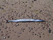 long garfish