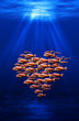 fish swarm forming a heart underwater scene