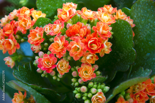 Photo: Small red flowers Small red flowers