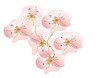 apfelblüten