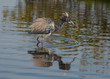 Decked Out Tri-Colored  Heron