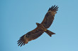 Falcon with outstretched wings in front of blue sky