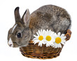 little spring rabbit in a basket with flowers