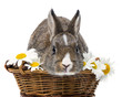 little easter rabbit in a basket