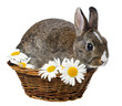 little spring rabbit in a basket