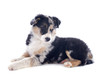 Photo: puppy border collie puppy border collie