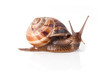Garden snail escapes. White background