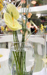 Flowers in the vase