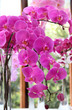 Beautiful pink and violet orchids
