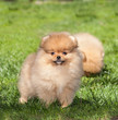 Puppy on green grass