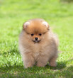 Puppy on green grass