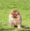 Puppy on green grass