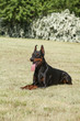 Purebred  dog doberman