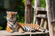 Foto: Tiger resting on a cutting board Tiger resting on a cutting board