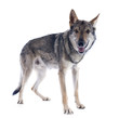 Photo: Czechoslovakian Wolfdog Czechoslovakian Wolfdog