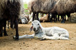Lamb