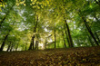 Photo: Beech Forest Beech Forest