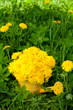 Photo: dandelions in a watering can dandelions in a watering can
