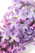 Photo: lilac isolated on white lilac isolated on white