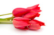Photo: red tulips on white background red tulips on white background