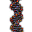 DNA structure, B-DNA form.