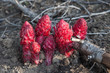 Mariposa Grove flowers