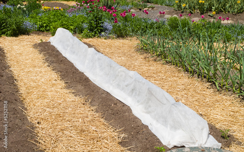 Photo: Vegetable Garden Vegetable Garden