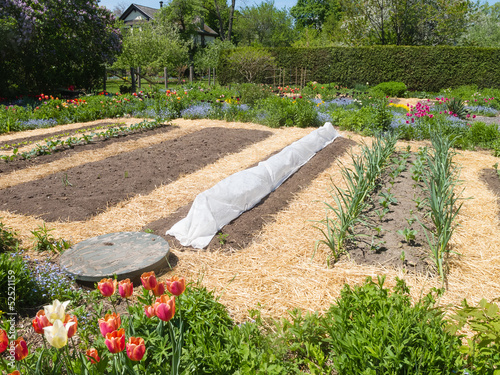 Photo: Vegetable Garden with straw mulch Vegetable Garden with straw mulch