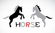 Vector image of an horse on white background