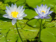 Blooming lotus flower