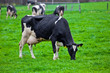 cows on meadow
