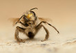 Bee Bee